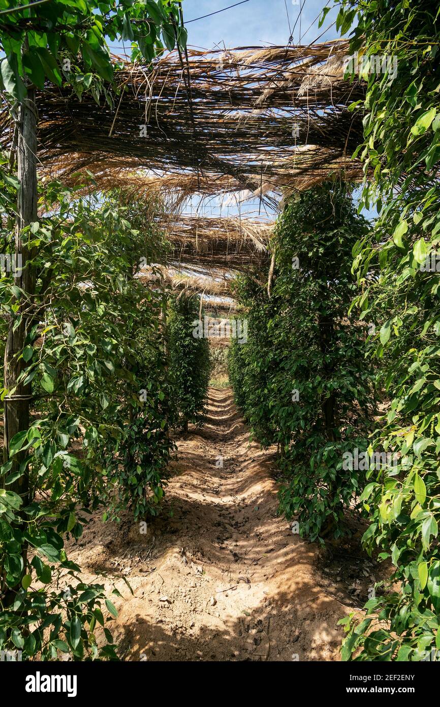 peppercorn vines growing in organic pepper farm in kampot province