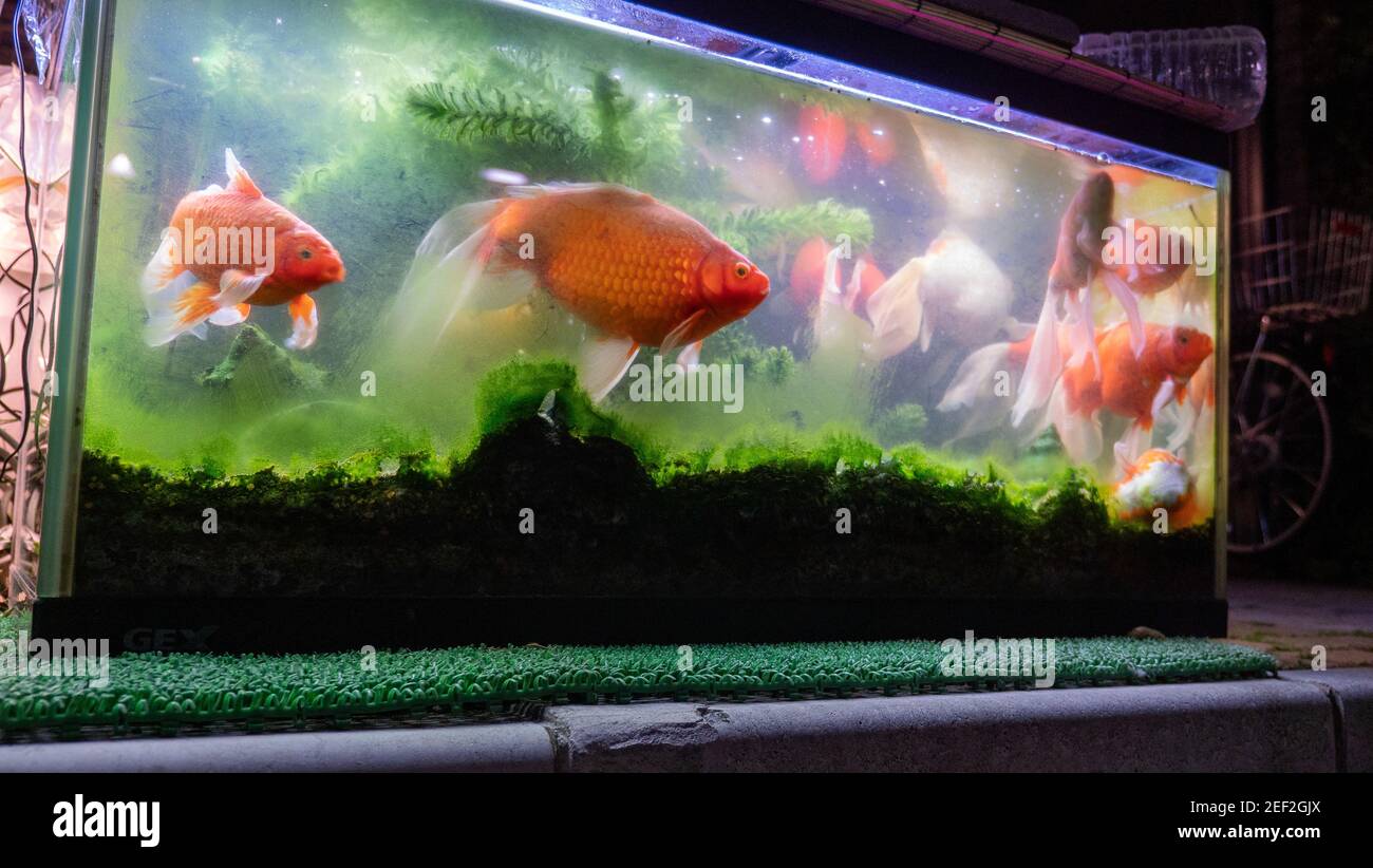 Koi carp cheap fish tank