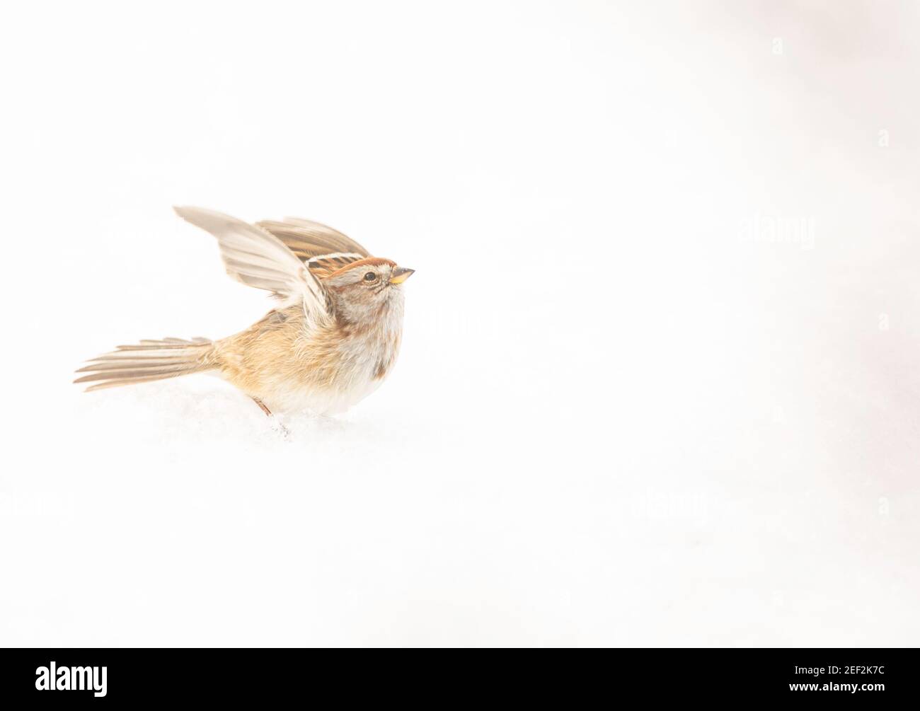 An American Tree Sparrow hopping in the snow on a cold February morning.  Snow makes up the almost entirely white background in this overexposed image Stock Photo
