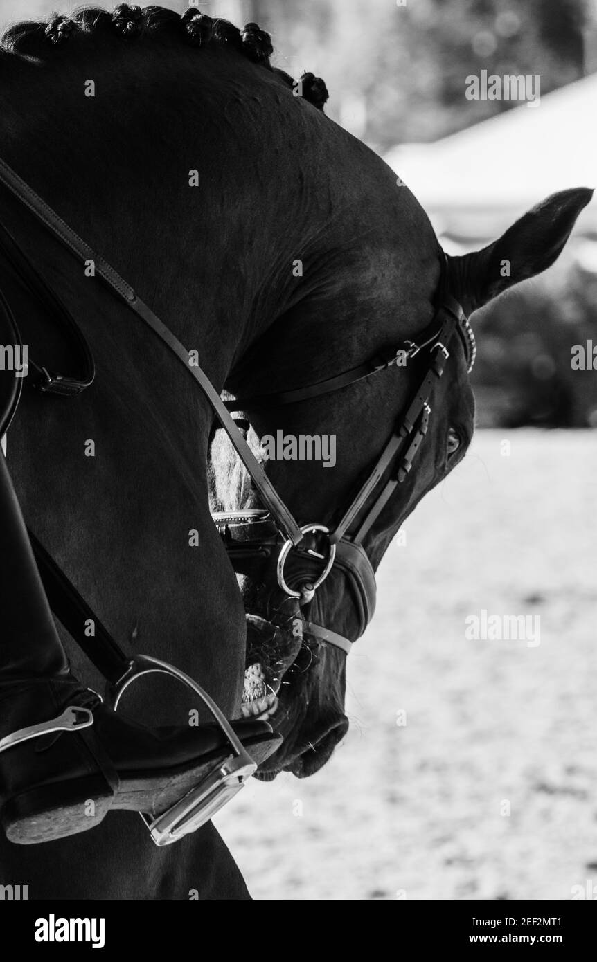 Dressage candids from Angelstone Tournaments in Guelph Stock Photo