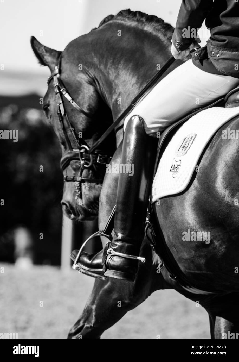 Dressage candids from Angelstone Tournaments in Guelph Stock Photo