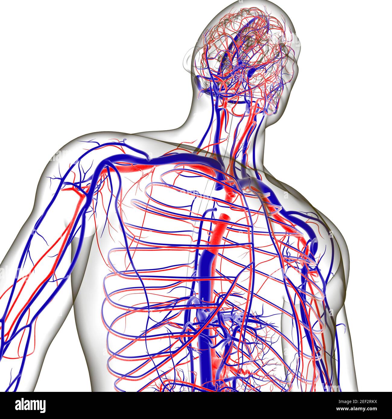 Human Arteries And Veins For Medical Concept 3D Illustration Stock