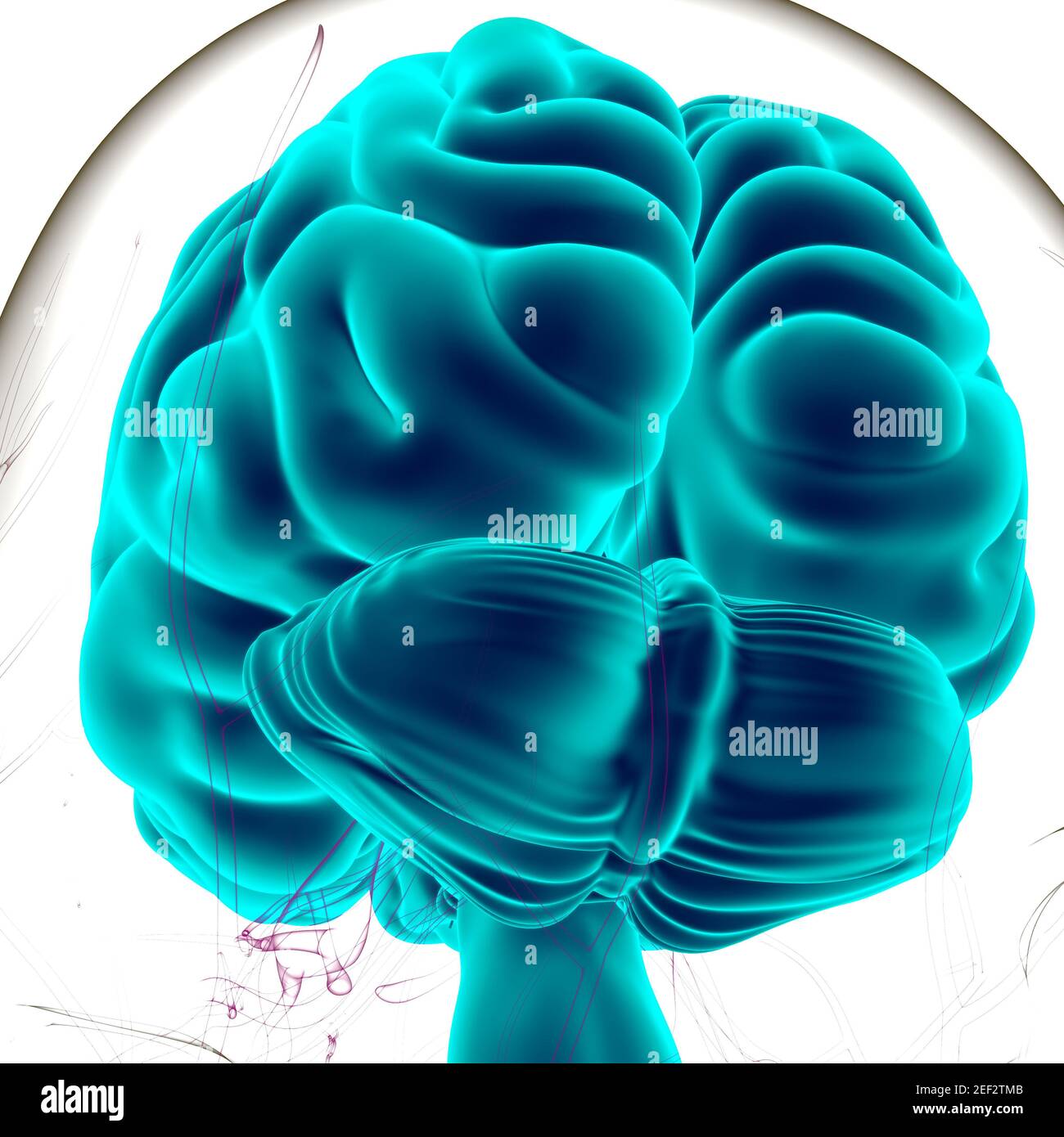 Human Brain Anatomy For Medical Concept 3D Illustration Stock Photo - Alamy