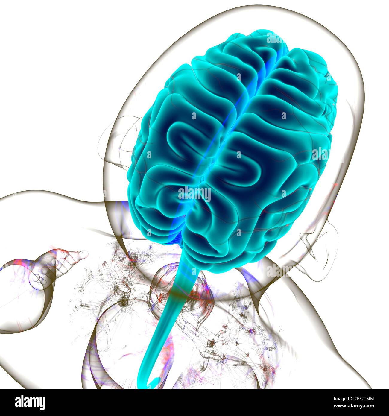 Human Brain Anatomy For Medical Concept 3D Illustration Stock Photo - Alamy