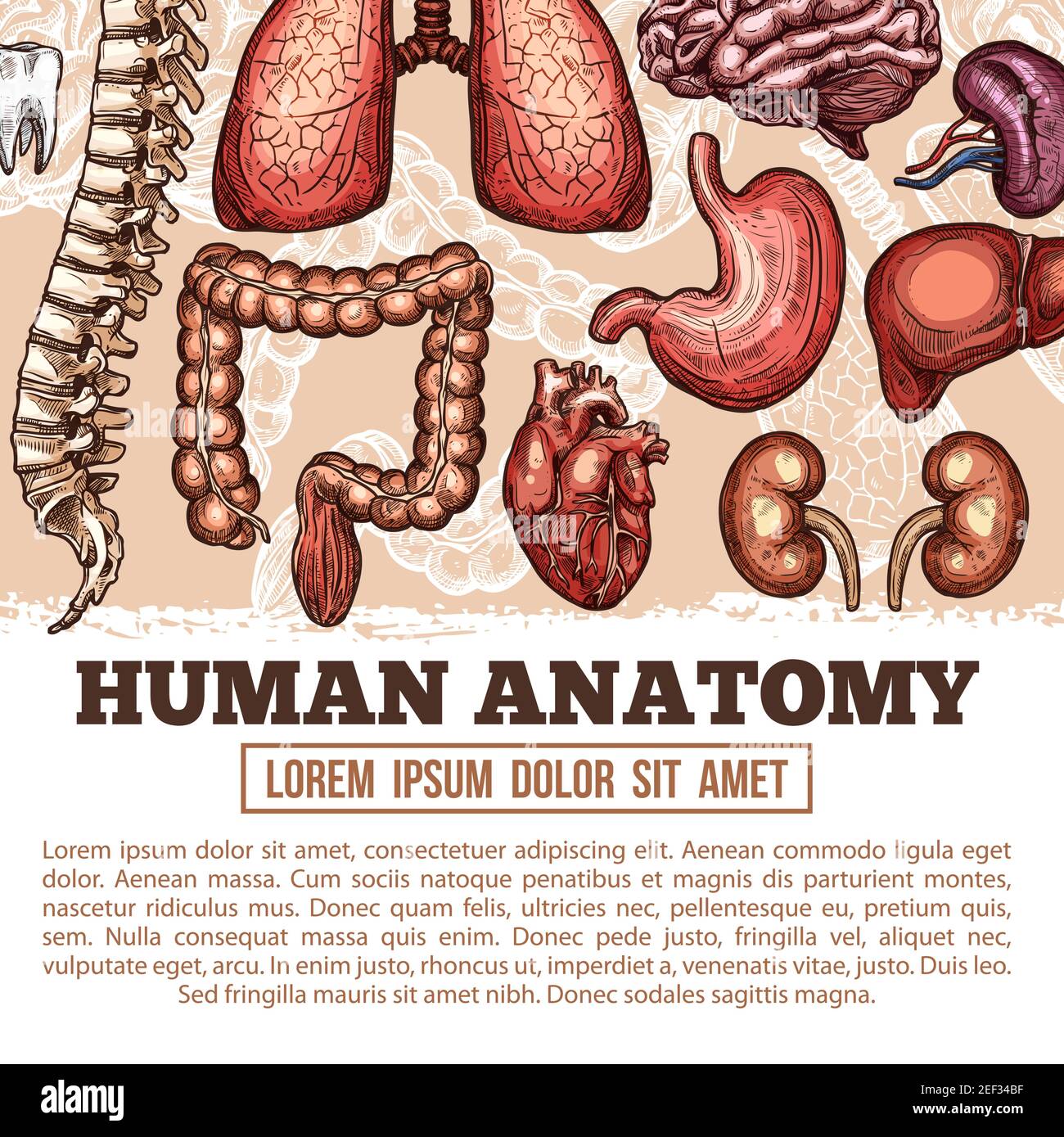Body organs poster Stock Vector Images - Alamy