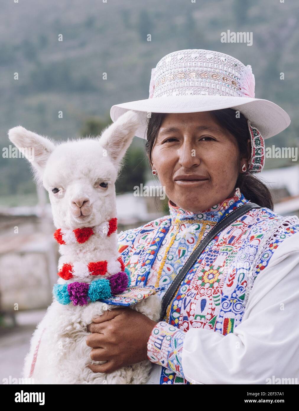 YANQUE, COLCA VALLEY, PERU - JANUARY 20, 2018: Native woman poses for a portrait holding a baby alpaca with typical costume in the traditional Colca v Stock Photo