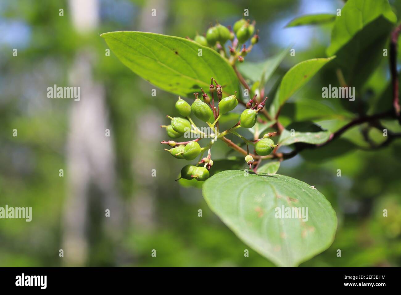 Closeup of maturing berries on a dogwood shrub Stock Photo