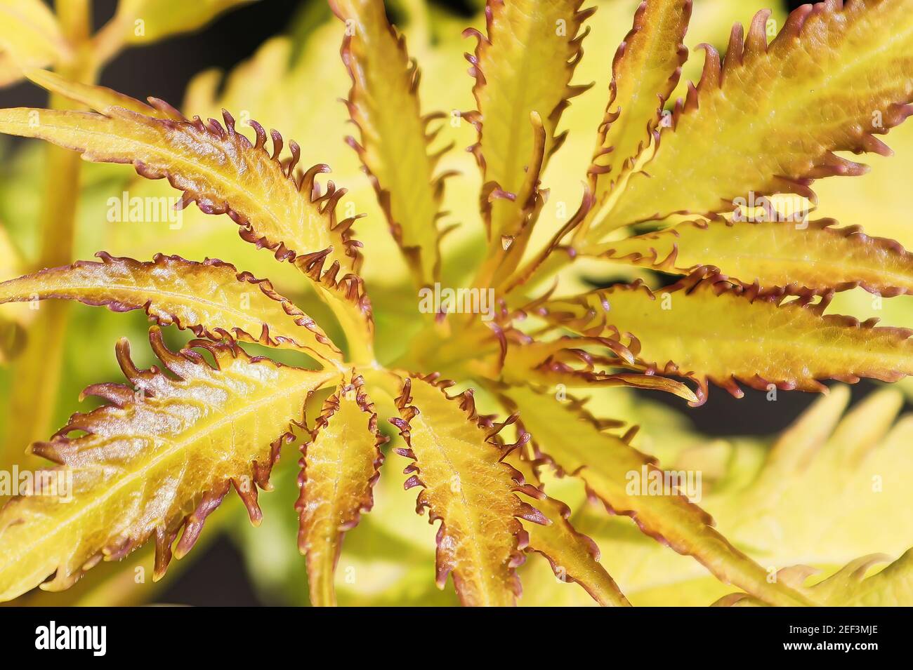 Macro of golden lemon colored leaves on an elder shrub Stock Photo