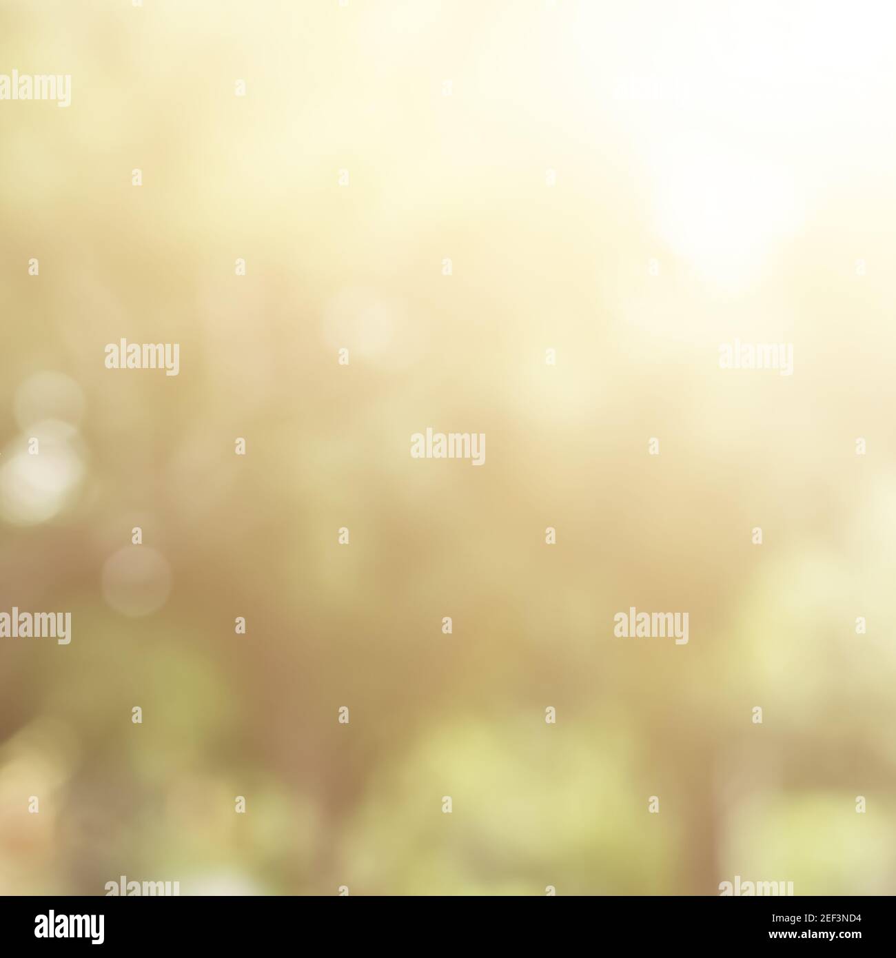Sunlight trees background blur hi-res stock photography and images - Alamy