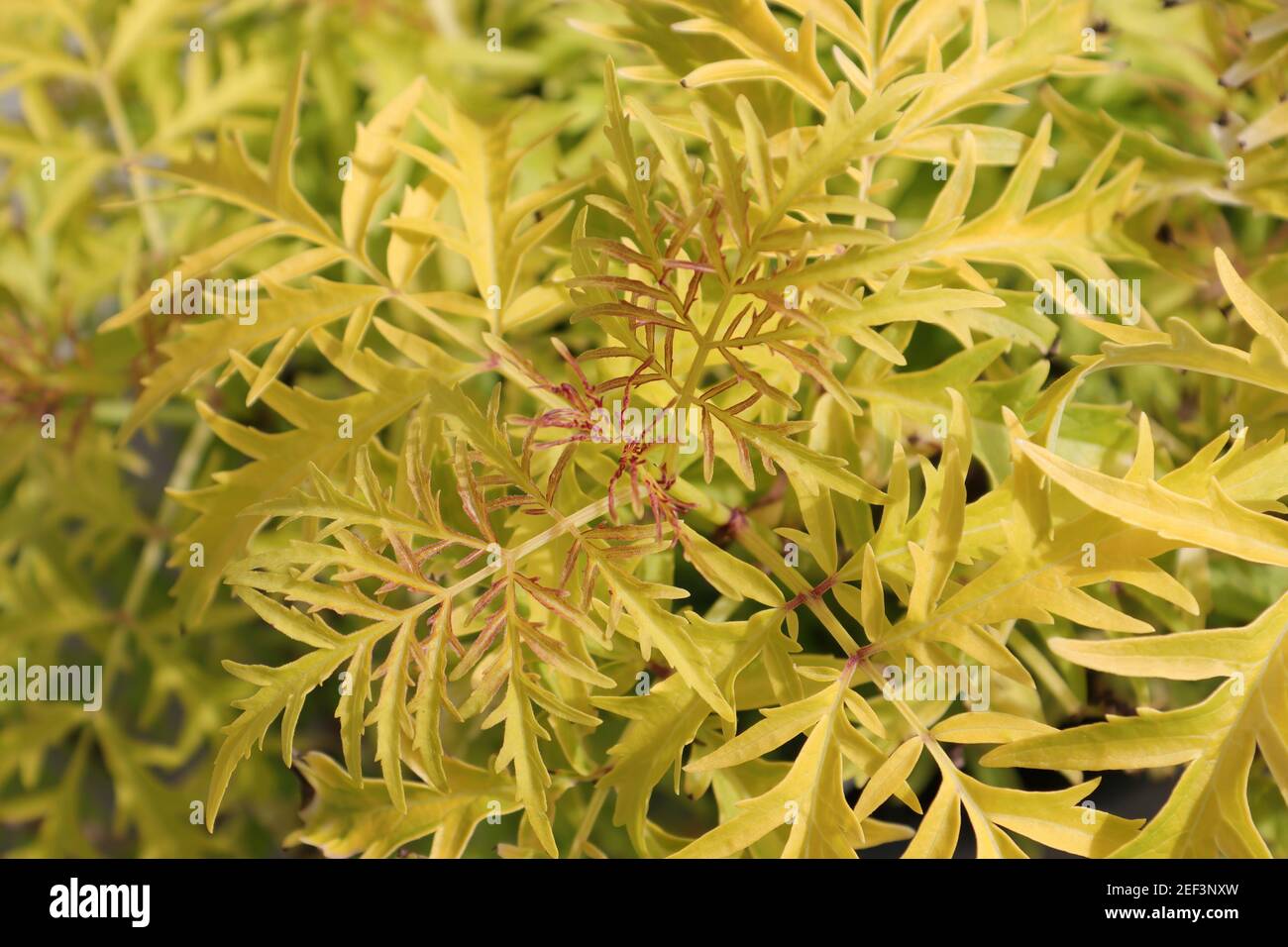 Background of golden lemon colored leaves on an elder shrub Stock Photo