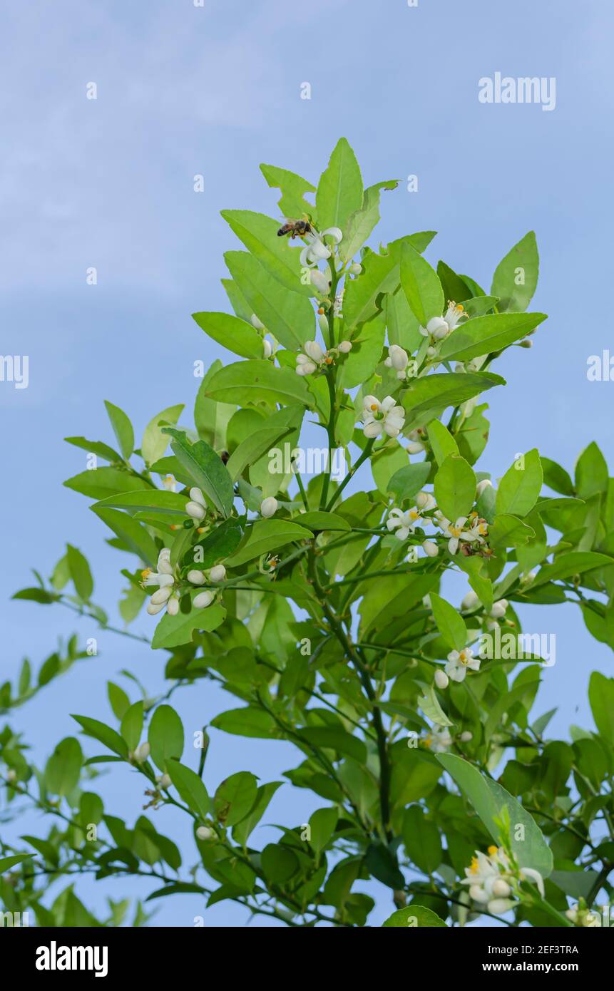 White lime green and blue flowers hires stock photography and images