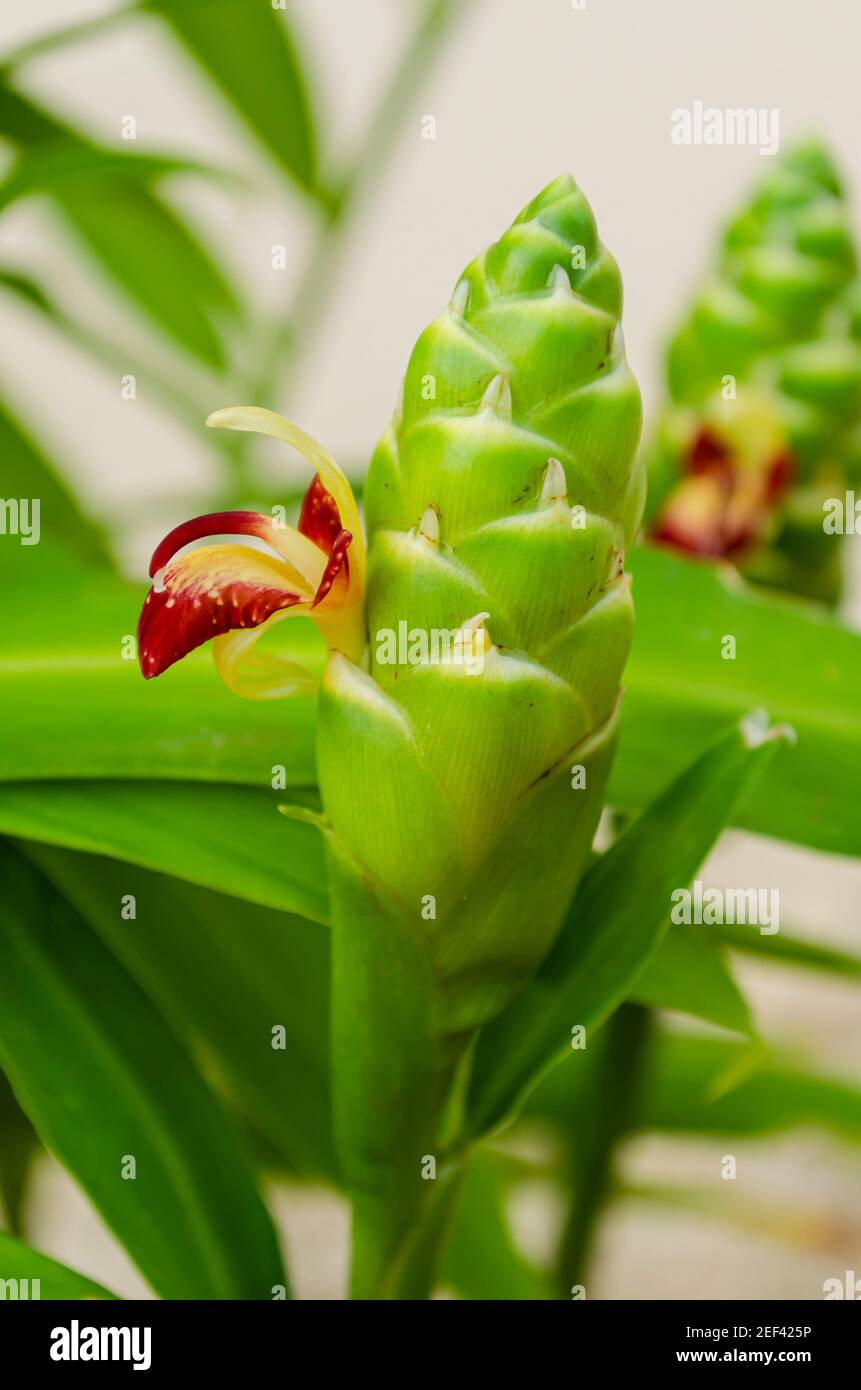 Bud Of Ginger Plant Stock Photo Alamy