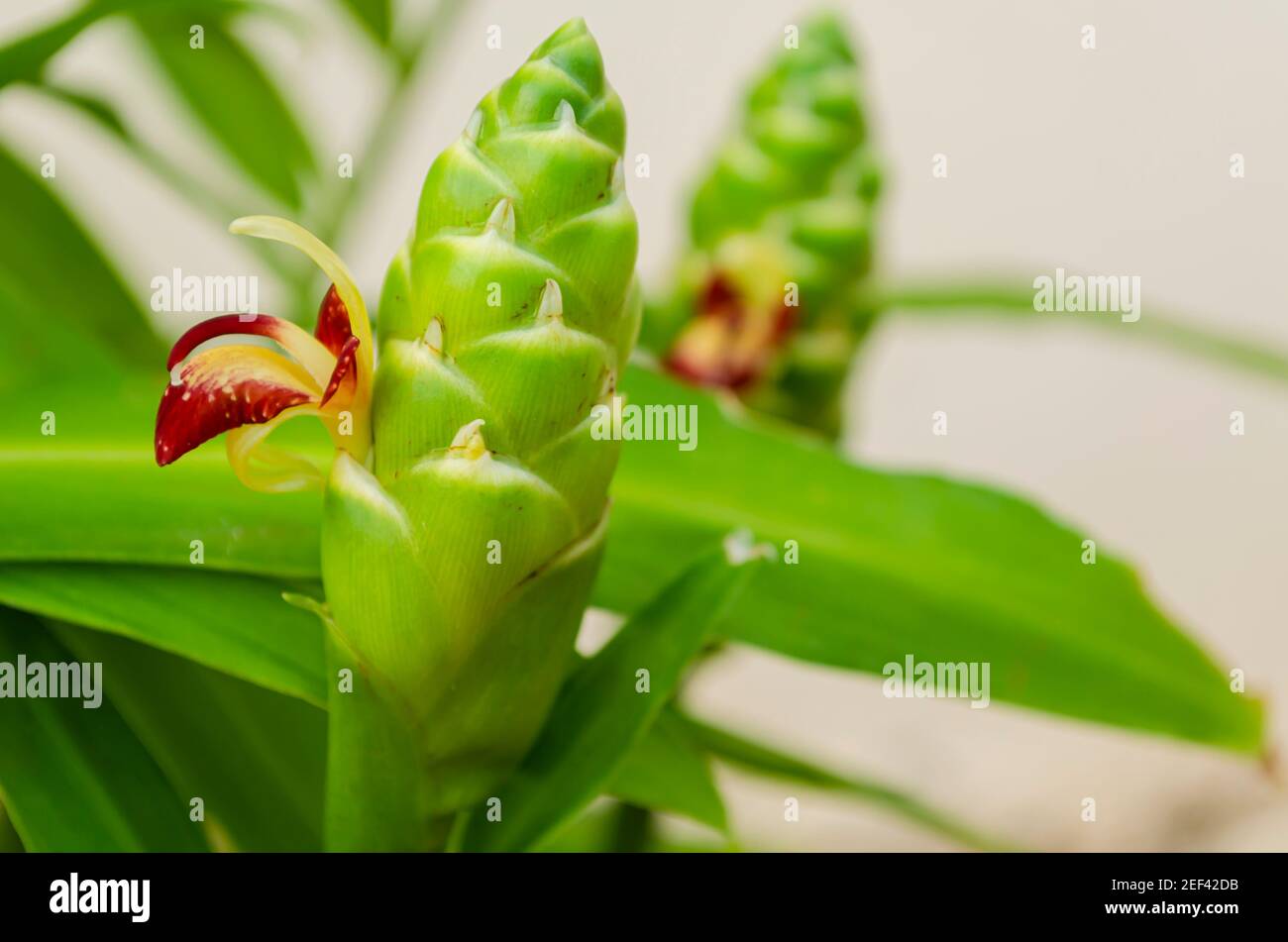Blooming Ginger Plant Stock Photo