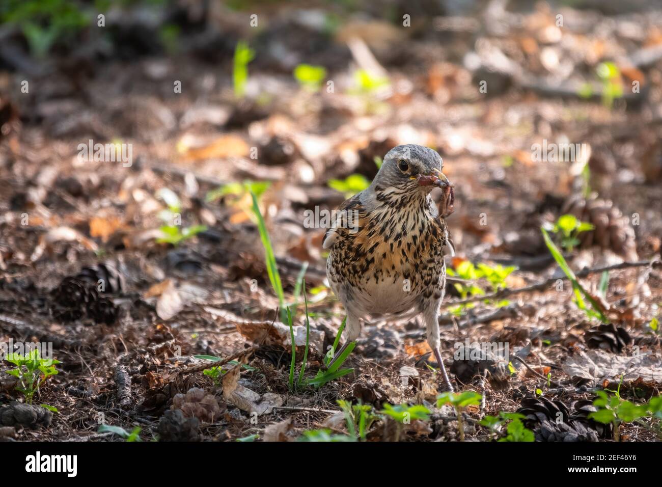 Collecting worms food lawn hi-res stock photography and images - Alamy