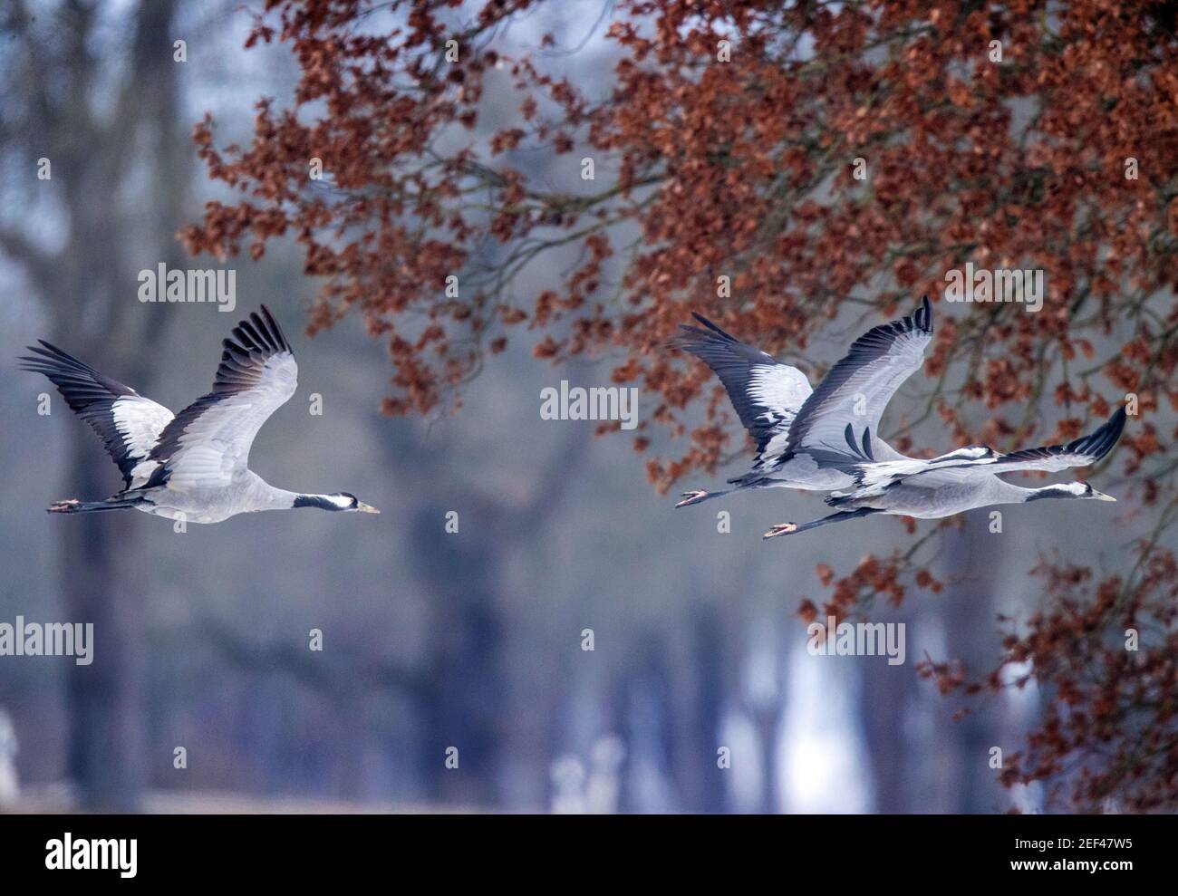 UNITED STATES - June 2023: Ibis spend time catching bugs in the abandoned  village of Portsmouth. Hurricane Dorian, which made landfall on September 6  Stock Photo - Alamy