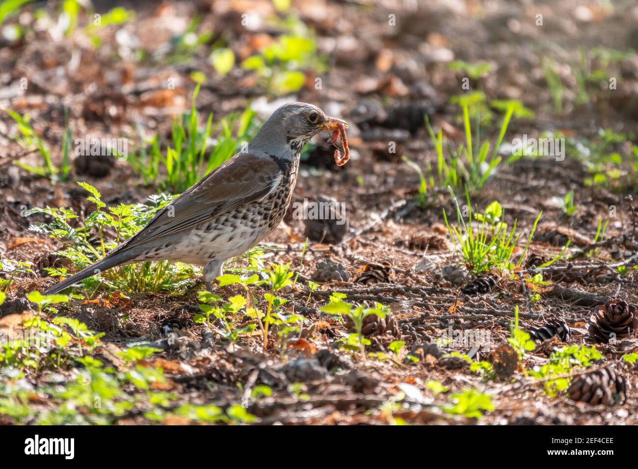 Collecting worms food lawn hi-res stock photography and images - Alamy