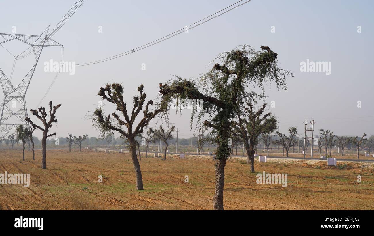 10 February 2021- Sikar, Jaipur, India. Selective focus on Prospis Cineraria or Khejri trees in a field. Arid trees closeup lack of the rain. Desolate Stock Photo