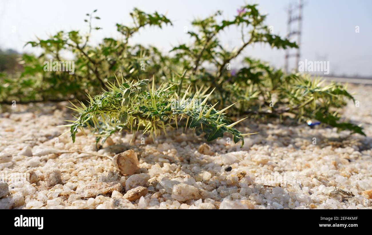 Xanthium Spinosum medicinal plant with sharp pierced thrones. Natural drug from dysentery adenoma pokee larynx. Stock Photo