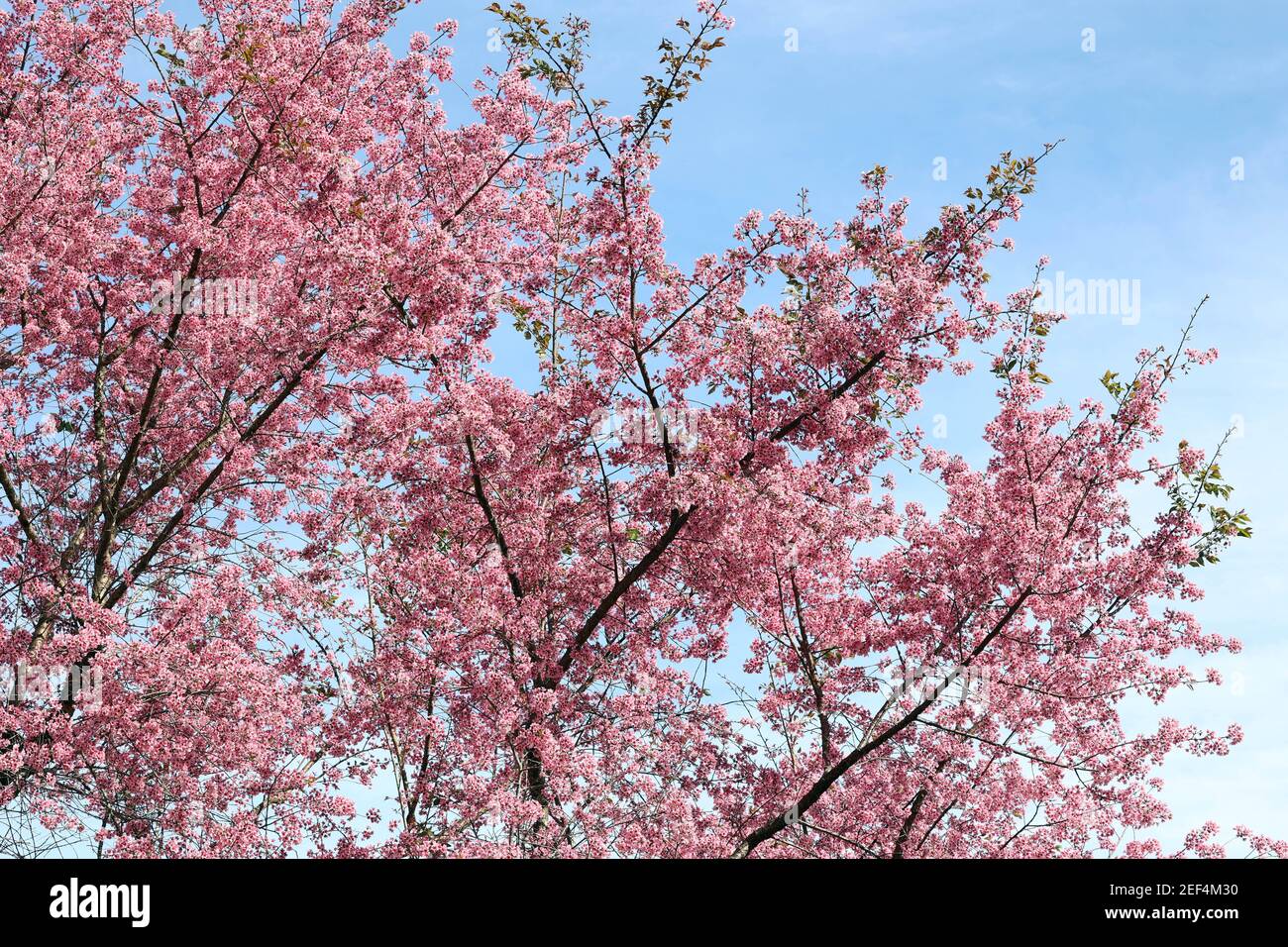 Cherry blossom season on the mountain town of Da Lat Stock Photo Alamy