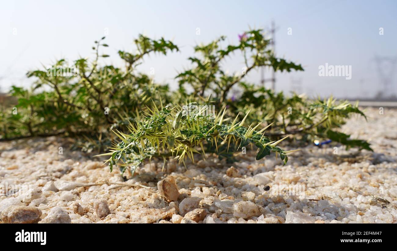 Medicinal plant of Xanthium Spinosum with sharp yellow needles. Anti inflammatory organic plant for medicine use. Stock Photo