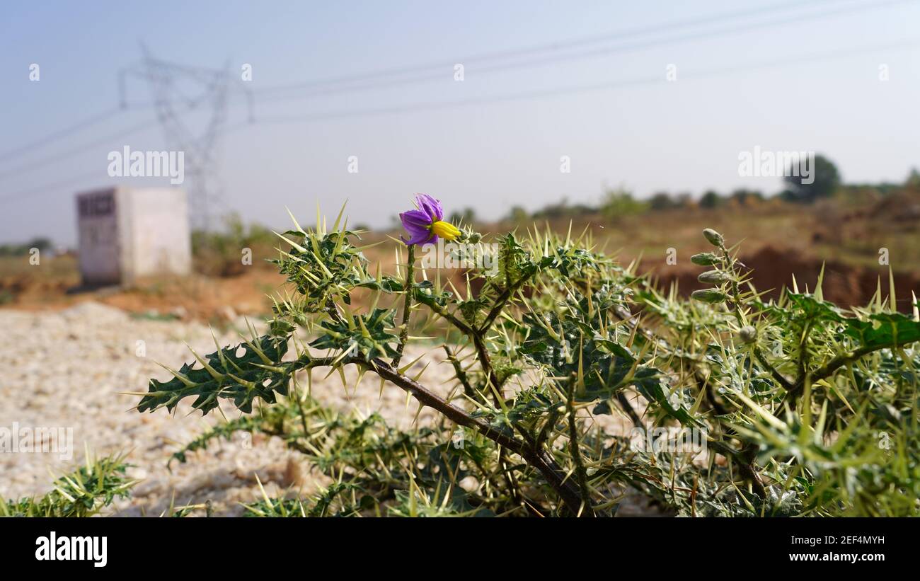 Purple flower on thistle plant in sunny light. Evergreen plant view with blurred high transmission electricity lines. Stock Photo