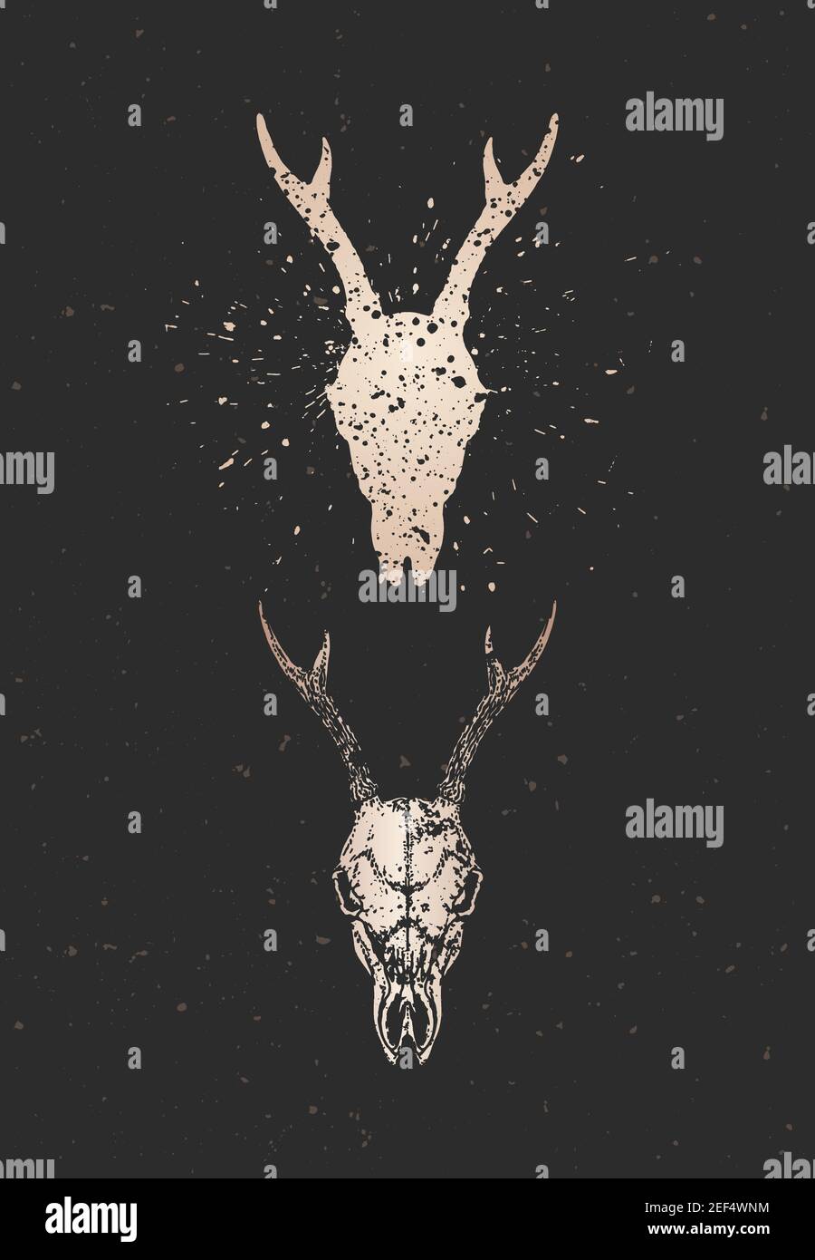 Vector illustration with two variants of hand drawn roe deer skulls on ...