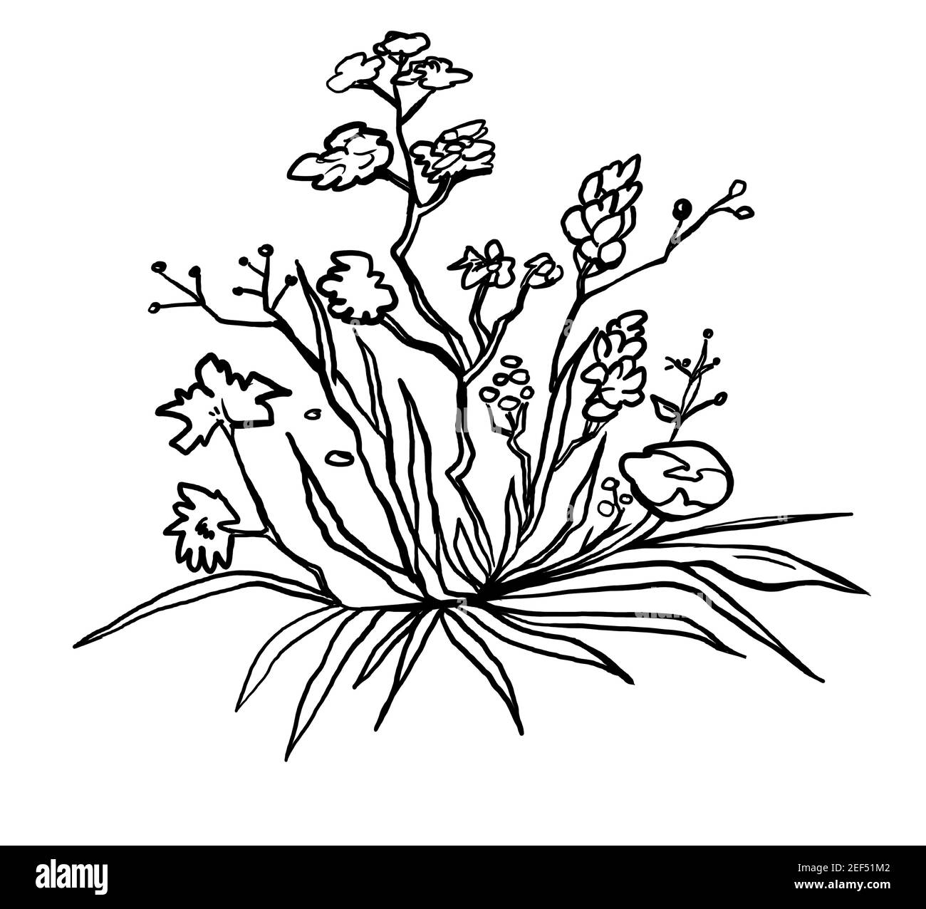 bouquet of flowers freehand drawing. linear clipart design for ...