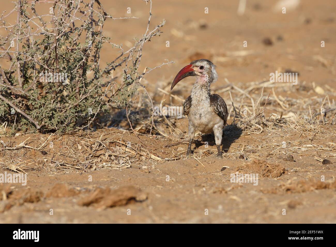 Damara Hornbill, Etosha, Namibia, August 2018 Stock Photo
