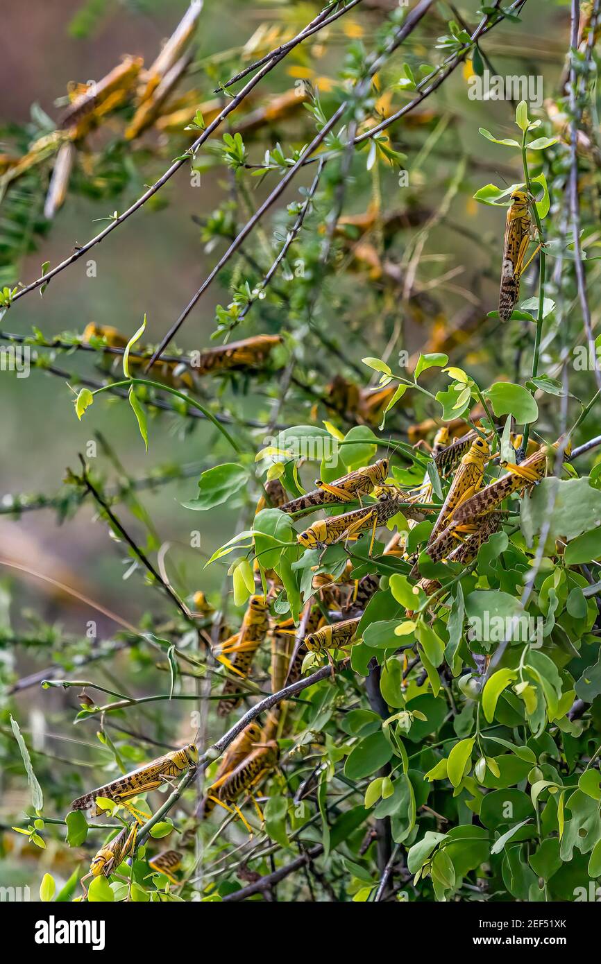 Desert Locusts eating lush new vegetation after drought breaking rains. It's a swarming short-horned grasshopper,  Schistocerca gregaria. Plagues dest Stock Photo