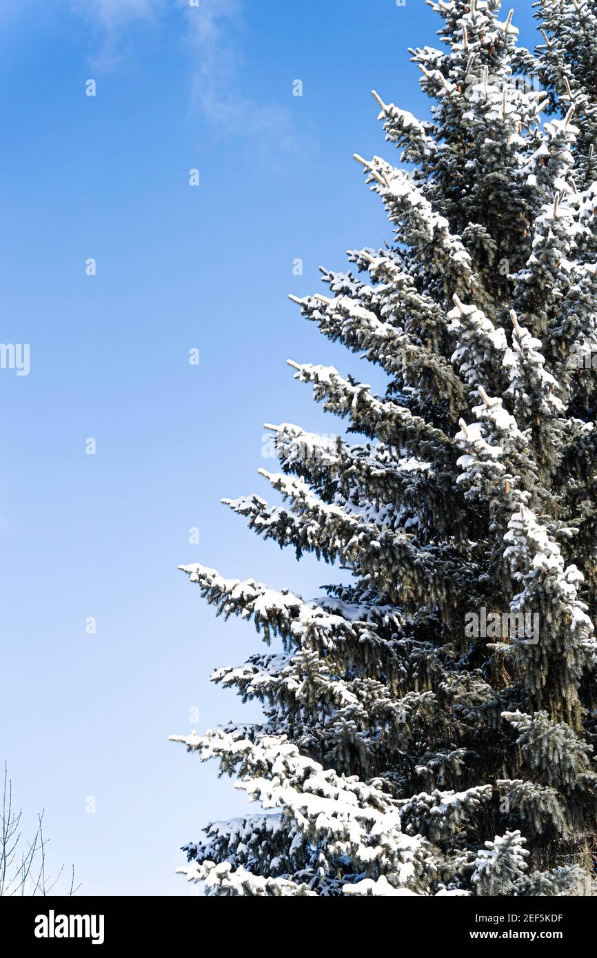 Snow covered tree with blue sky background with Clouds Stock Photo - Alamy