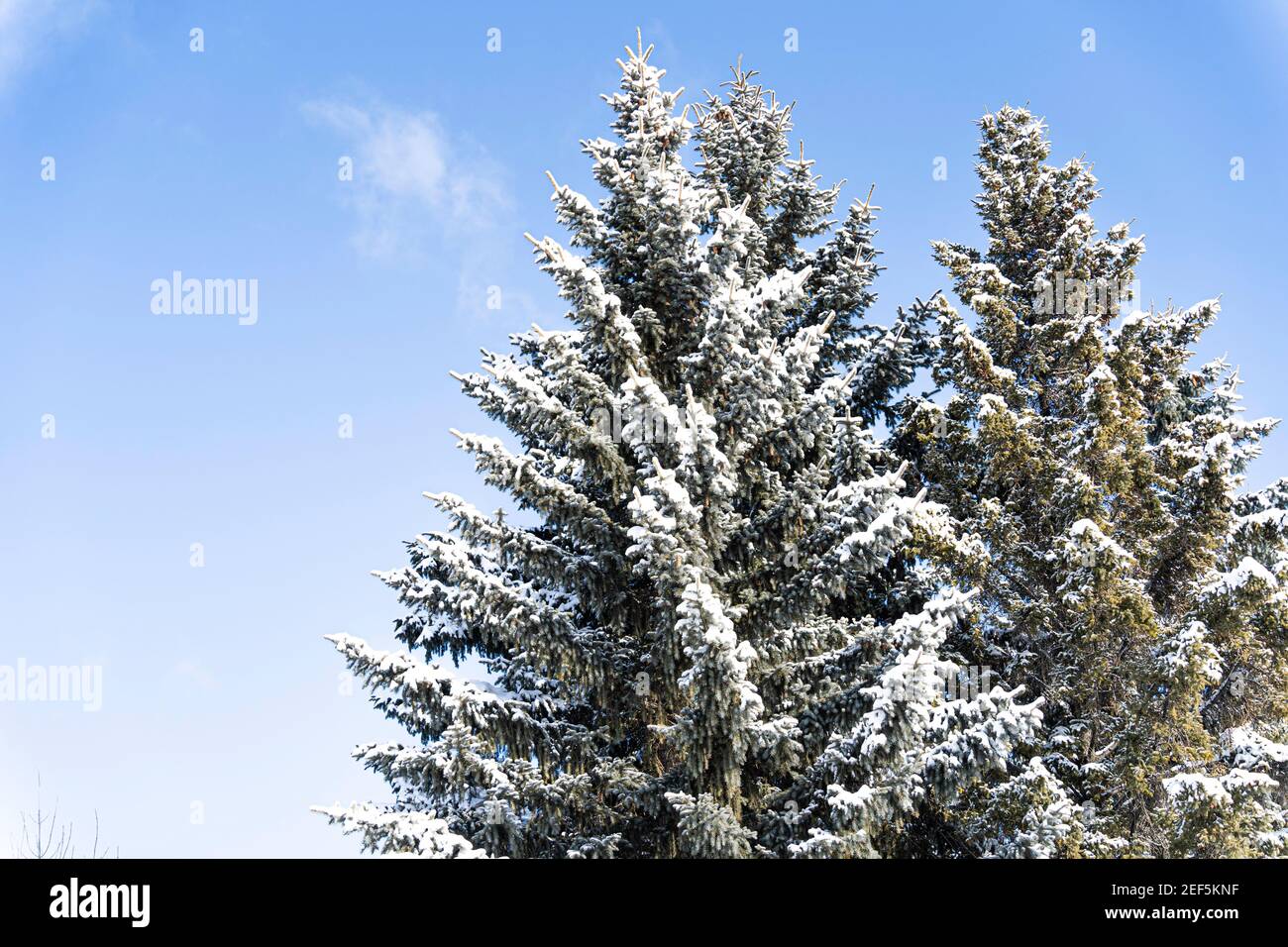 Snow covered tree with blue sky background with Clouds Stock Photo - Alamy