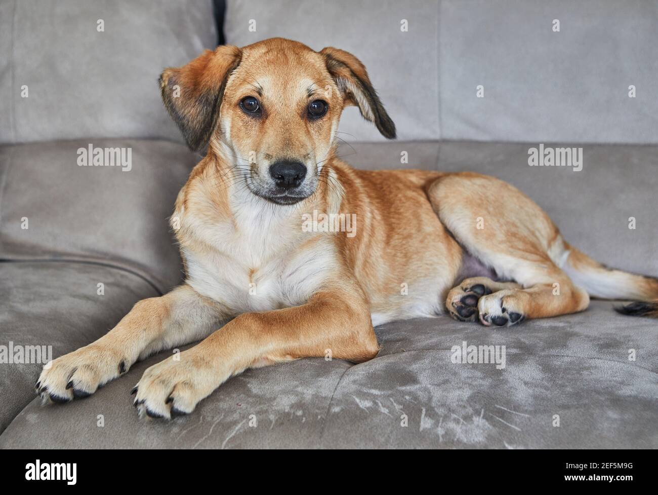 Cute red-haired dog with hanging ears is sitting on the couch. Stock Photo