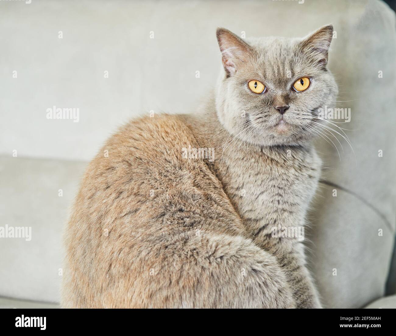 British gray cat is sitting on the couch, close-up. Stock Photo