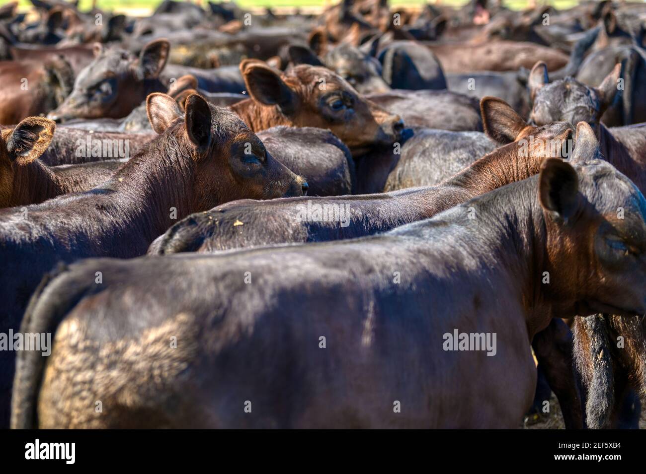 Black Angus calves in corral Stock Photo Alamy