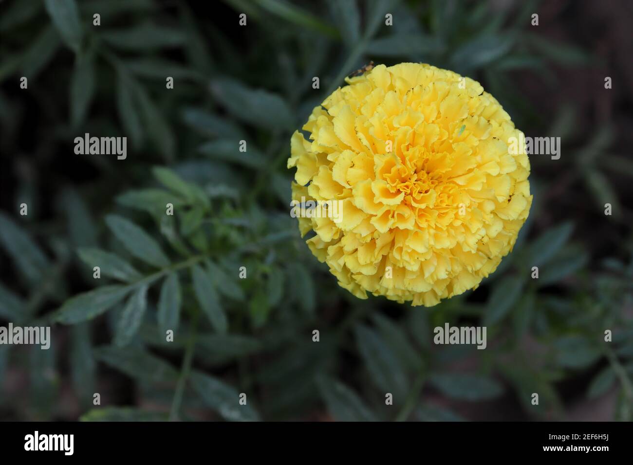 Yellow marigold flowers bloom in spring , india -Asia. Stock Photo