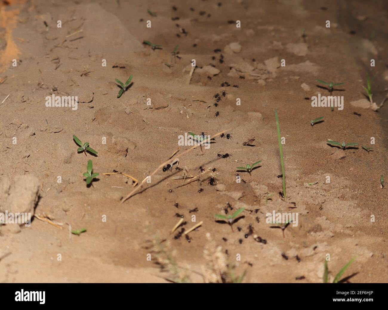 The way ants make their food reach anthill or ant colony. india -Asia Stock Photo