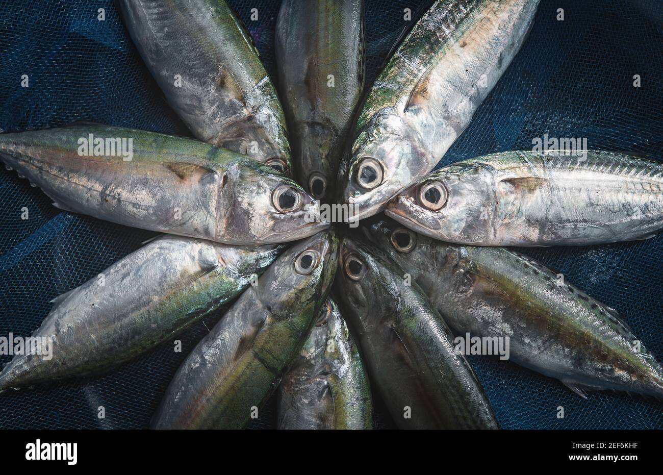 Mackerel sardine fishes in fishery blue seine with outdoor low lighting
