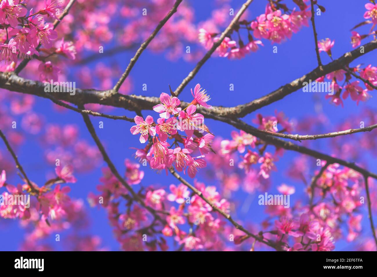 Wild Himalayan Cherry flowers with sun lighting and blue sky. Stock Photo
