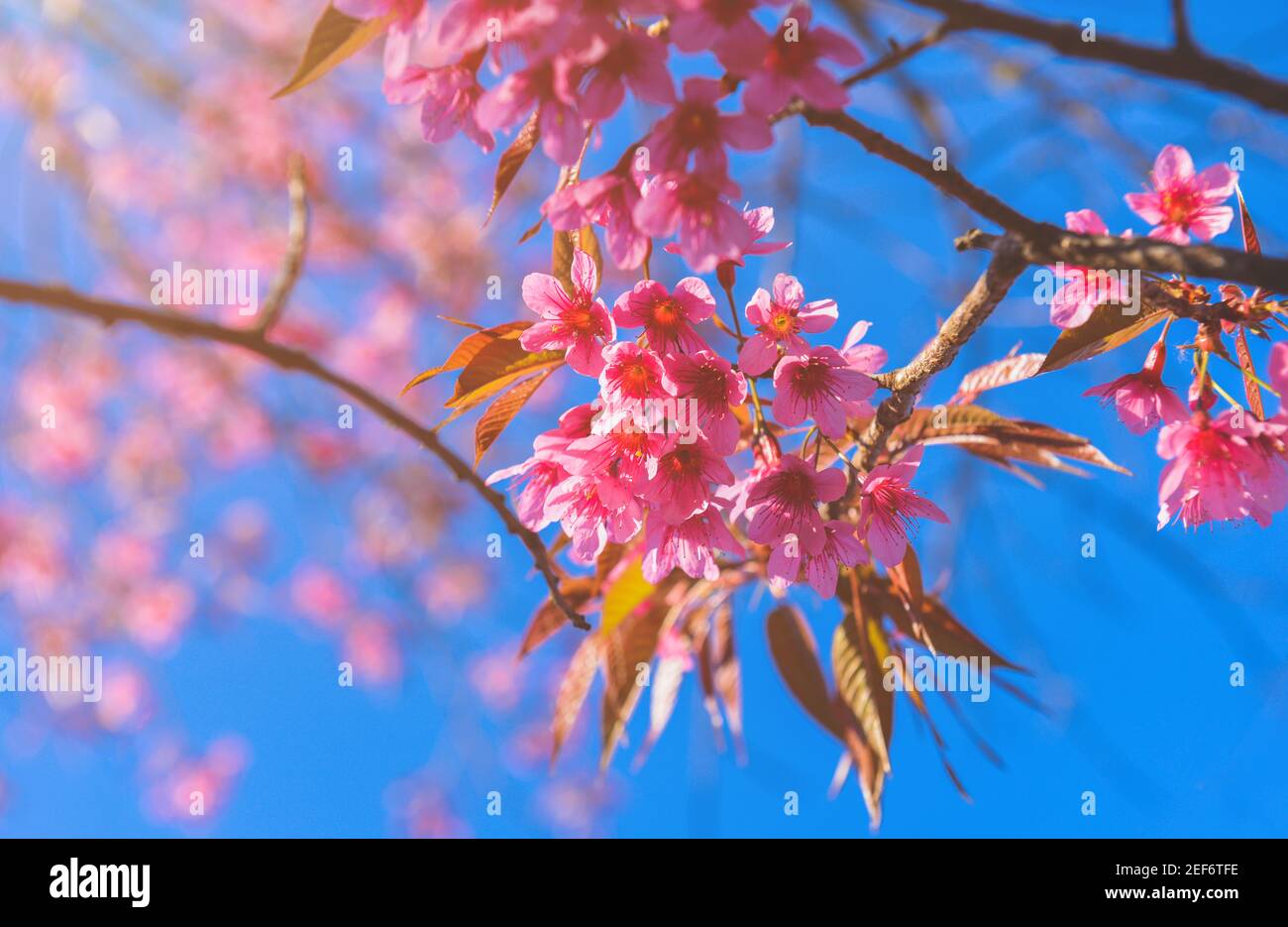 Wild Himalayan Cherry flowers with sun lighting and blue sky. Stock Photo