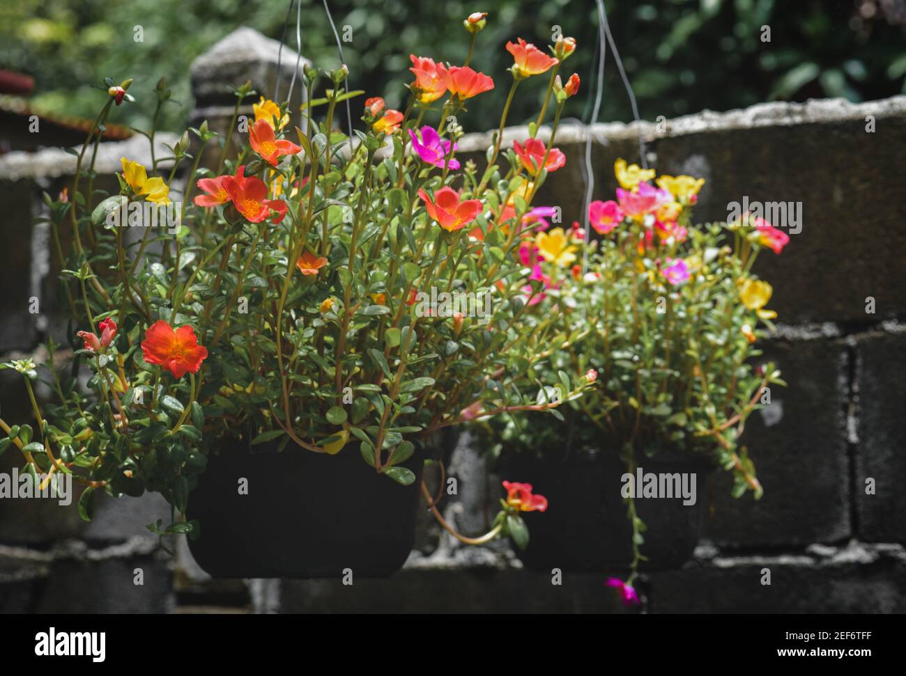 Common Purslane flowers in a pot against a dark wall. Stock Photo