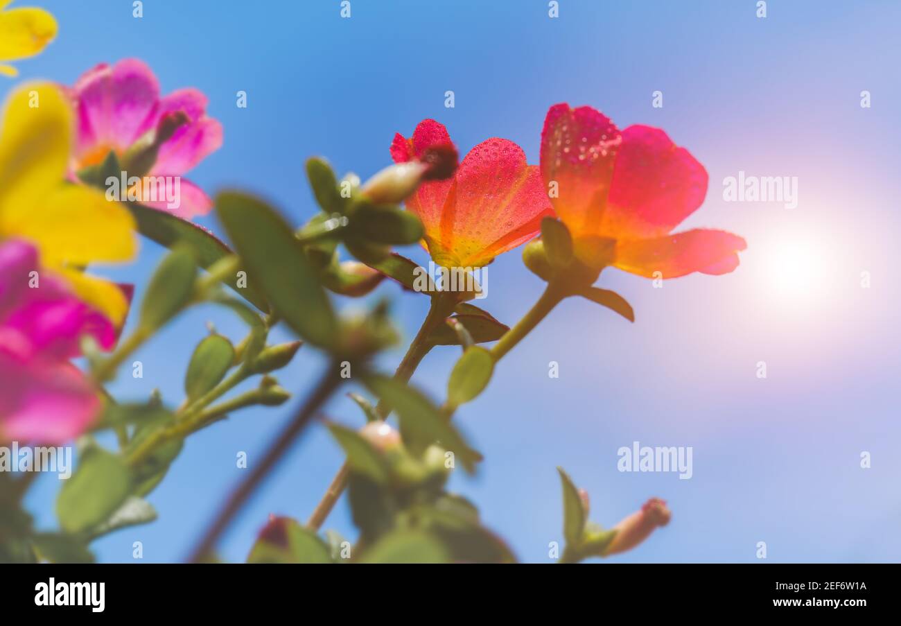 Common Purslane flowers with blue sky and sun lighting. Stock Photo