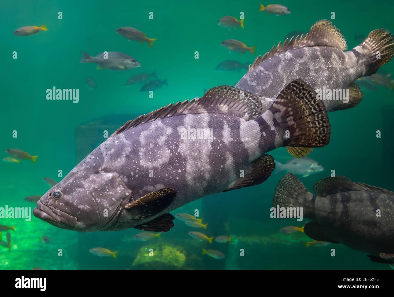 Giant grouper or brown spotted grouper fish swimming under green sea water with sun lighting. Stock Photo