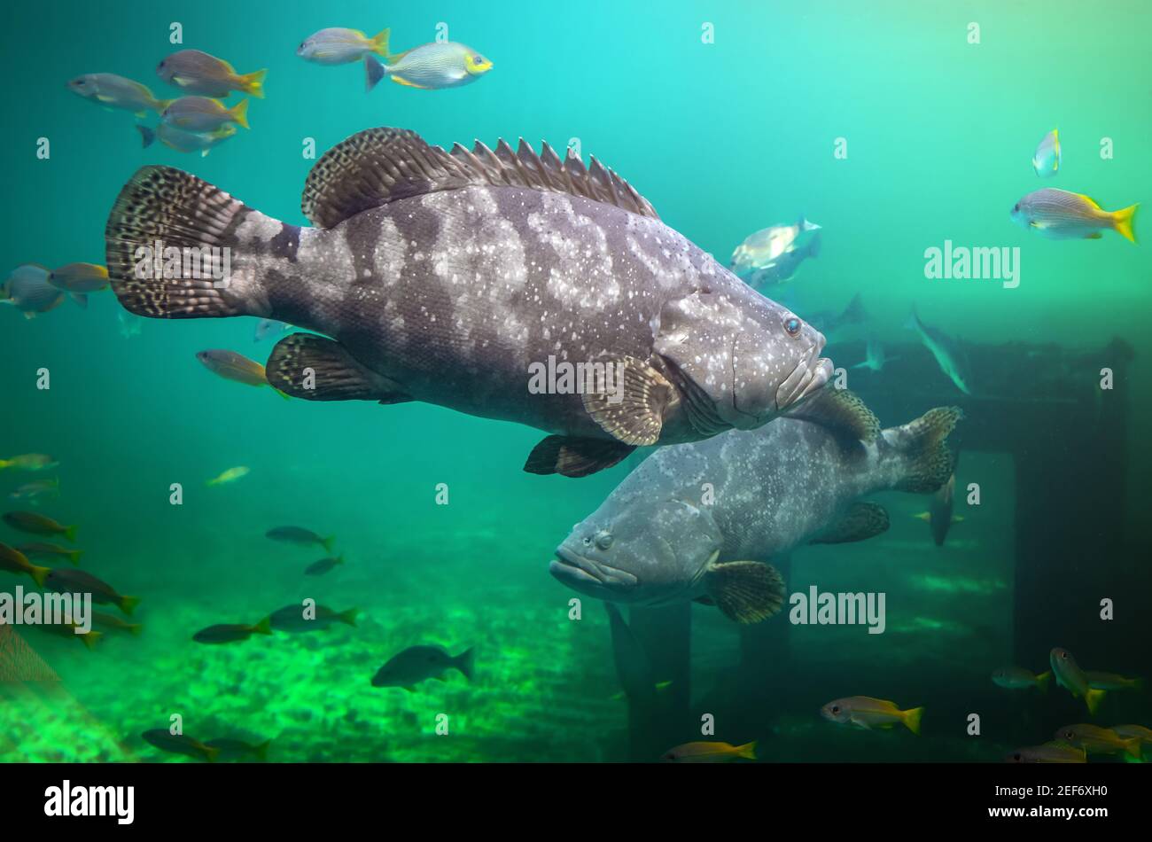 Giant grouper or brown spotted grouper fish swimming under green sea water with sun lighting. Stock Photo