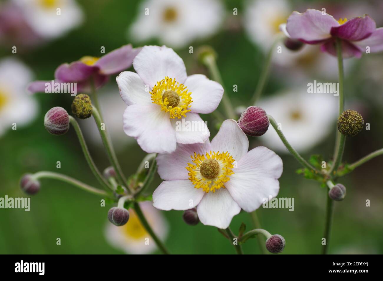 Beautiful park lots flowers hi-res stock photography and images - Alamy