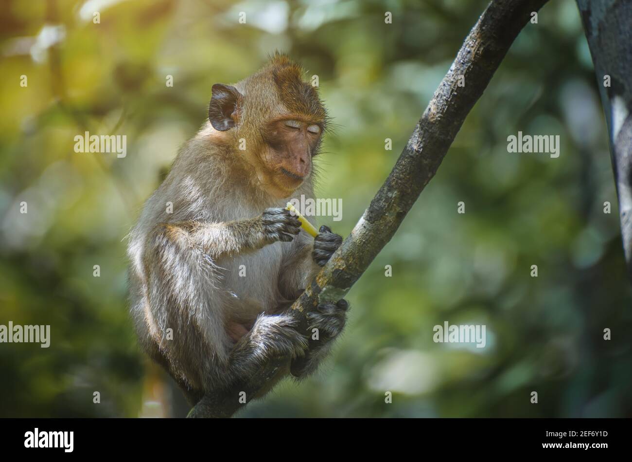 Asian Macaque monkey relaxing on the branch in the forest. Stock Photo