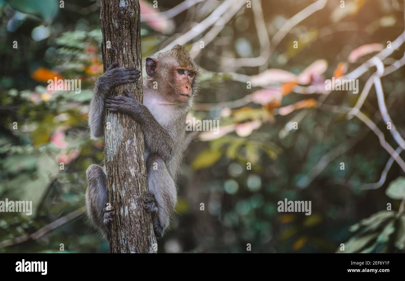 Asian Macaque monkey hanking and looking on the branch in the forest. Stock Photo