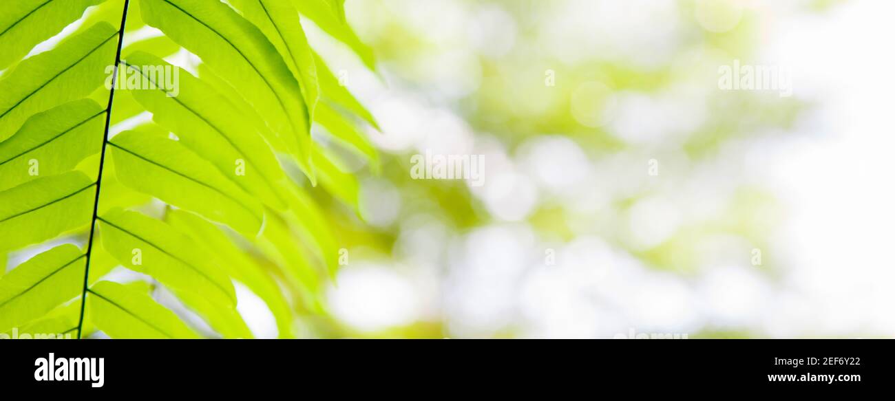 Green Fern leaves against sunlight bokeh, natural background concept,  border design with copy space Stock Photo