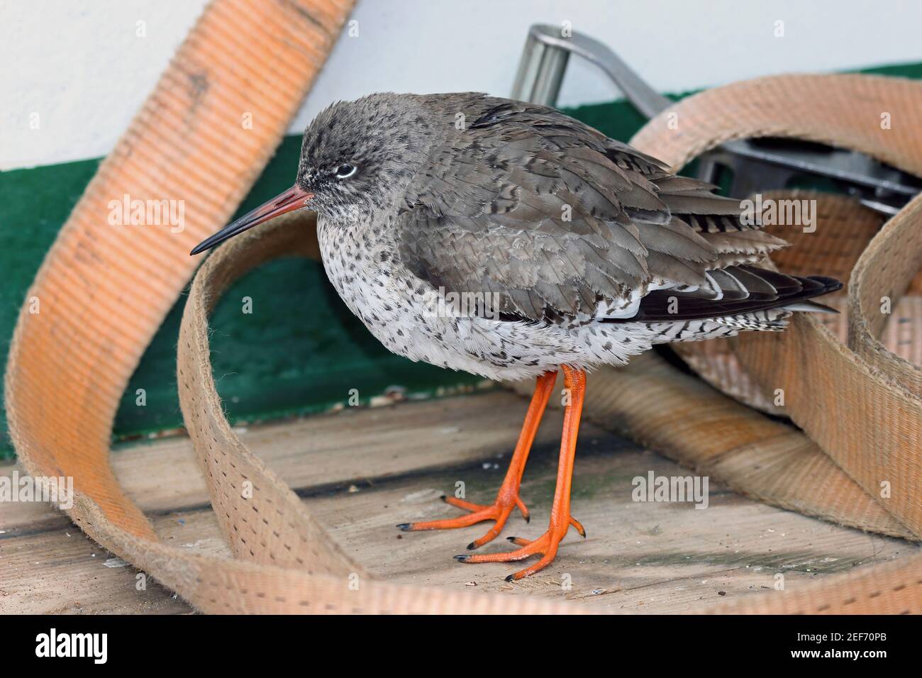A Redshank (Tringa totanus) rests among strapping on the deck of the NIOZ Research Vessel 'Pelagia' during rough weather Stock Photo
