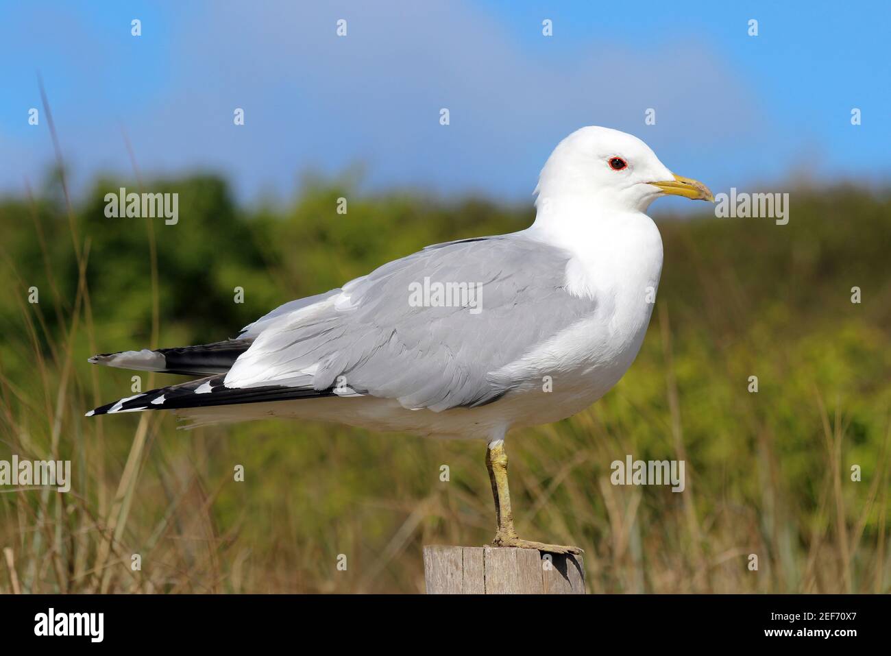 Black-legged Kittiwake (Rissa tridactyla) Stock Photo