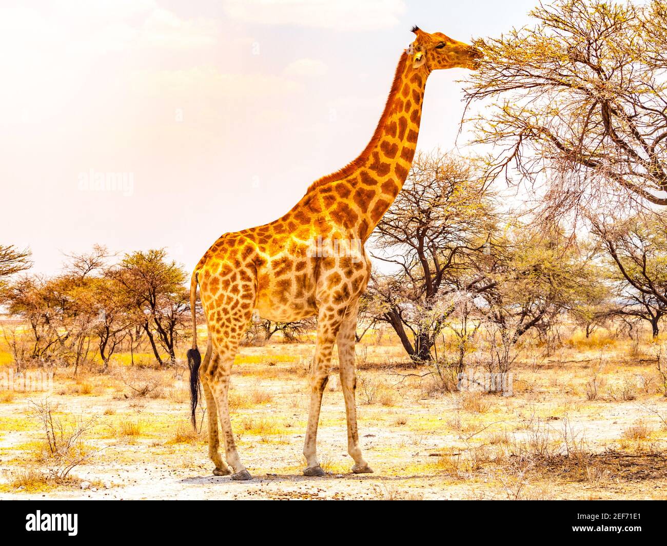 Giraffe eating leaves from tree Stock Photo